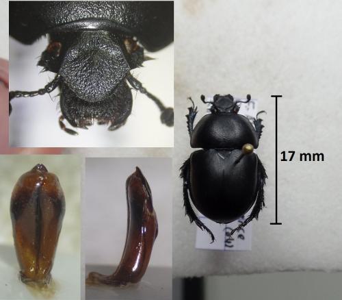 Réf. 195 686 : Trypocopris vernalis